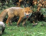 Lis (Vulpes vulpes)