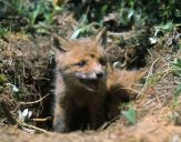 Lis (Vulpes vulpes)