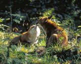 Lis (Vulpes vulpes)