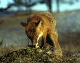 Lis (Vulpes vulpes)