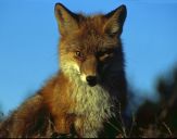 Lis (Vulpes vulpes)