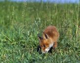 Lis (Vulpes vulpes)