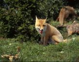 Lis (Vulpes vulpes)