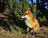 Lis (Vulpes vulpes)