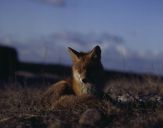 Lis (Vulpes vulpes)