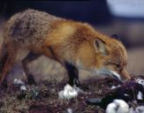 Lis (Vulpes vulpes)