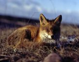 Lis (Vulpes vulpes)