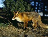 Lis (Vulpes vulpes)