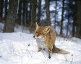 Lis (Vulpes vulpes)