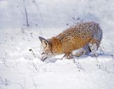 Lis (Vulpes vulpes)