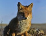 Lis (Vulpes vulpes)