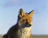 Lis (Vulpes vulpes)