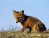 Lis (Vulpes vulpes)