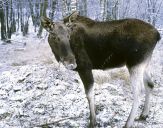 Łoś ( Alces alces )