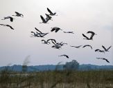 Żuraw (Grus grus) - Crane