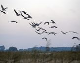 Żuraw (Grus grus) - Crane