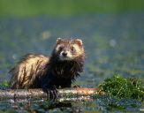 Tchórz ( Mustela putorius )