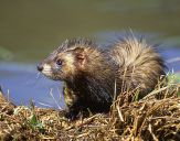 Tchórz ( Mustela putorius )