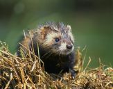 Tchórz ( Mustela putorius )