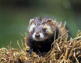 Tchórz ( Mustela putorius )