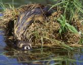 Tchórz ( Mustela putorius )