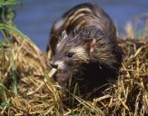 Tchórz ( Mustela putorius )