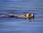 Tchórz ( Mustela putorius )