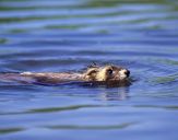 Tchórz ( Mustela putorius )