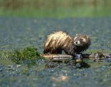 Tchórz ( Mustela putorius )