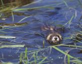 Tchórz ( Mustela putorius )