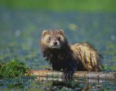 Tchórz ( Mustela putorius )