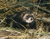 Tchórz ( Mustela putorius )