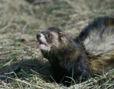 Tchórz ( Mustela putorius )