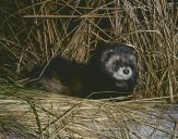 Tchórz ( Mustela putorius )