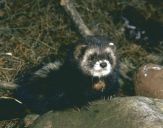 Tchórz ( Mustela putorius )