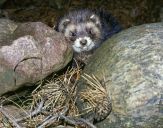 Tchórz ( Mustela putorius )