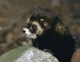 Tchórz ( Mustela putorius )