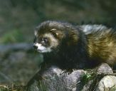 Tchórz ( Mustela putorius )