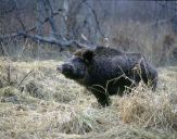 Dzik (Sus scrofa)