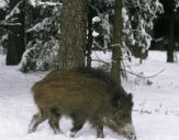 Dzik (Sus scrofa)