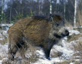 Dzik (Sus scrofa)