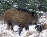 Dzik (Sus scrofa)