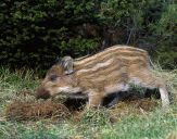 Dzik (Sus scrofa)