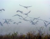 Żuraw (Grus grus) - Crane