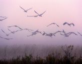 Żuraw (Grus grus) - Crane