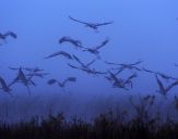 Żuraw (Grus grus) - Crane