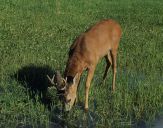 sarna (Capreolus capreolus)