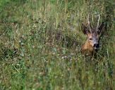 sarna (Capreolus capreolus)