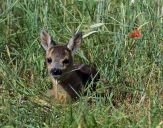 sarna (Capreolus capreolus)