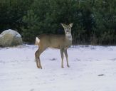 sarna (Capreolus capreolus)